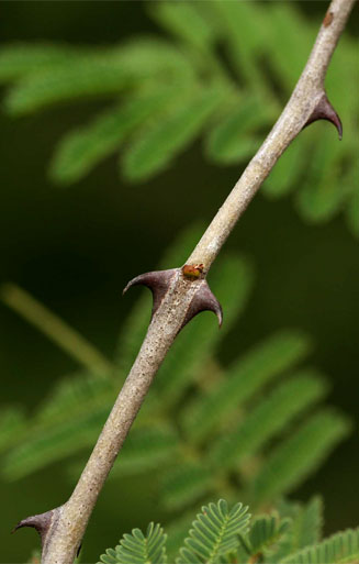 Acacia fleckii 