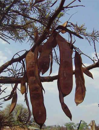Acacia galpinii (Monkey thorn)