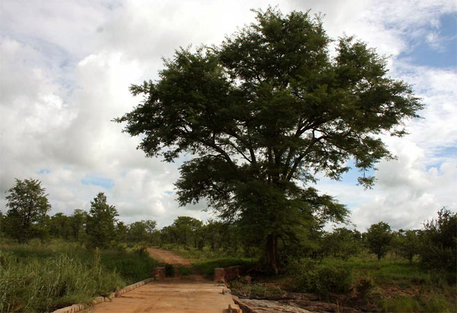 Acacia galpinii (Monkey thorn)