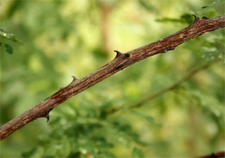Acacia goetzei