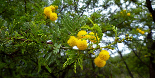 Acacia karroo (Sweet thorn)