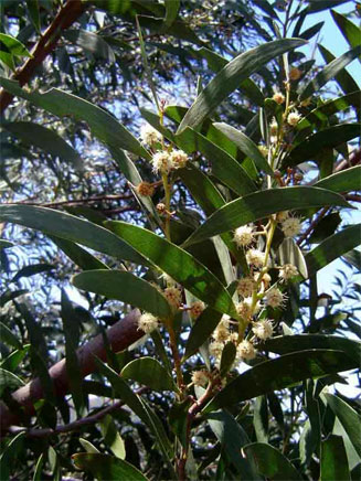 Acacia melanoxylon (Australian blackwood)