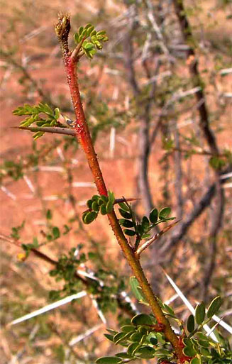 Acacia nebrownii