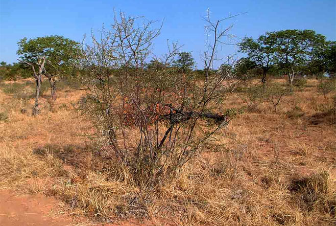 Acacia nebrownii