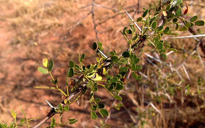 Acacia nebrownii