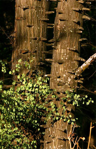 Acacia nigrescens