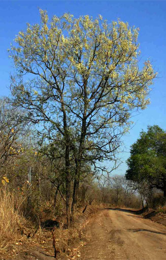 Acacia nigrescens