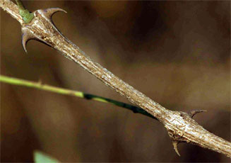 Acacia nigrescens