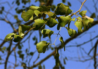 Acacia nigrescens