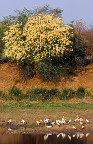 Acacia nigrescens