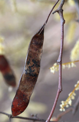 Acacia nigrescens