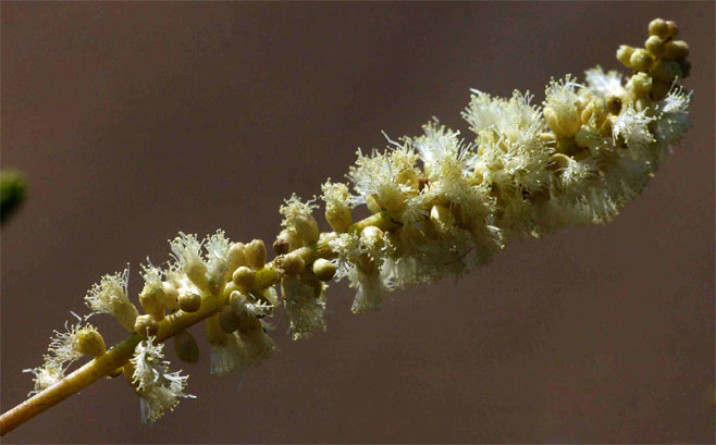 Acacia nigrescens