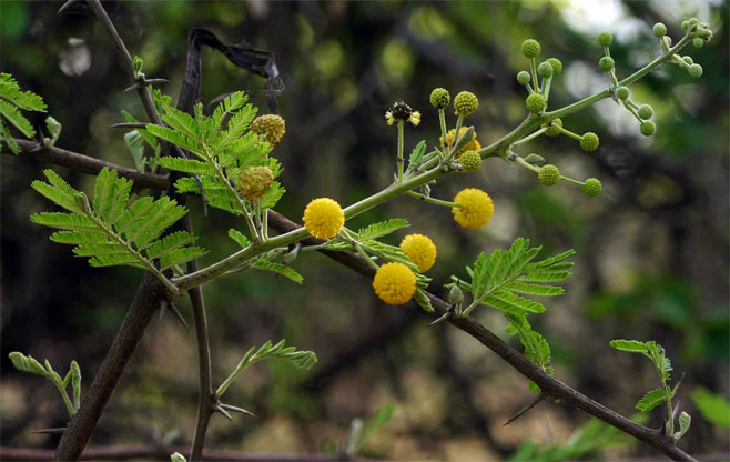 Acacia nilotica (Scented thorn)