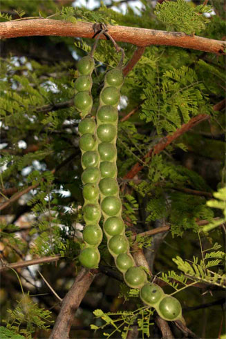 Acacia nilotica (Scented thorn)