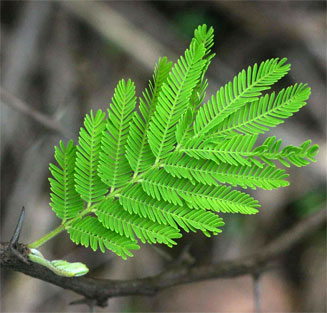 Acacia nilotica (Scented thorn)