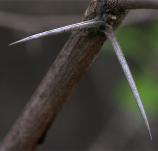 Acacia nilotica (Scented thorn)