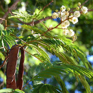 Acacia pentagona