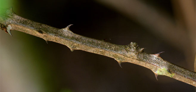 Acacia pentagona