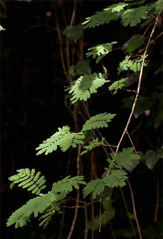 Acacia pentagona