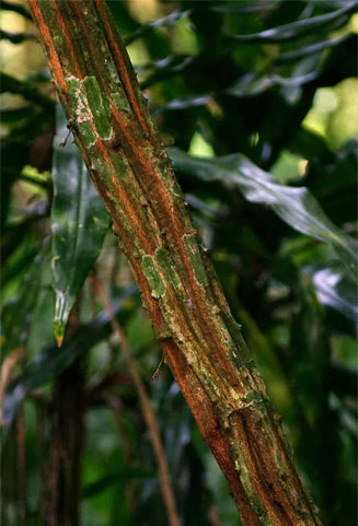 Acacia pentagona