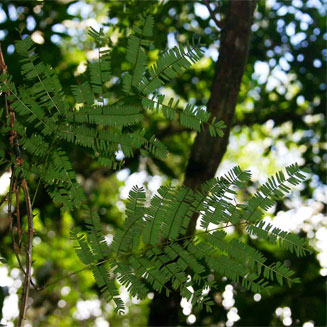 Acacia pentagona