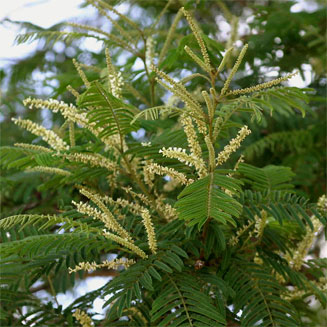 Acacia polyacantha
