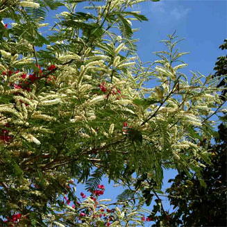 Acacia polyacantha