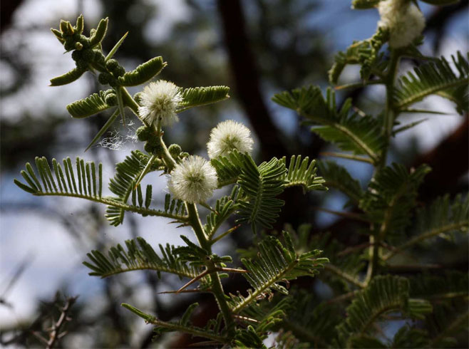 Acacia rehmanniana 