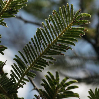 Acacia rehmanniana 