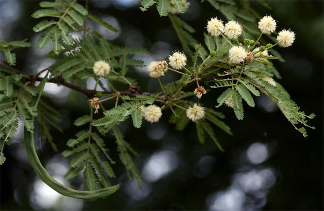 Acacia robusta (Brack thorn, Ankle thorn)
