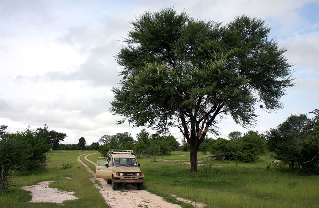 Acacia robusta (Brack thorn, Ankle thorn)