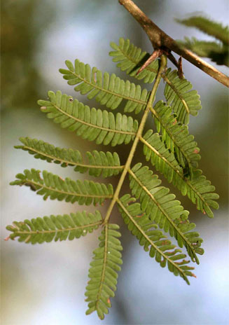 Acacia robusta (Brack thorn, Ankle thorn)