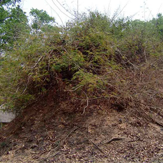 Acacia schweinfurthii (River climbing thorn)