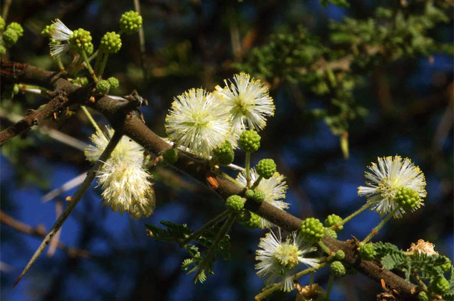 Acacia tortilis 