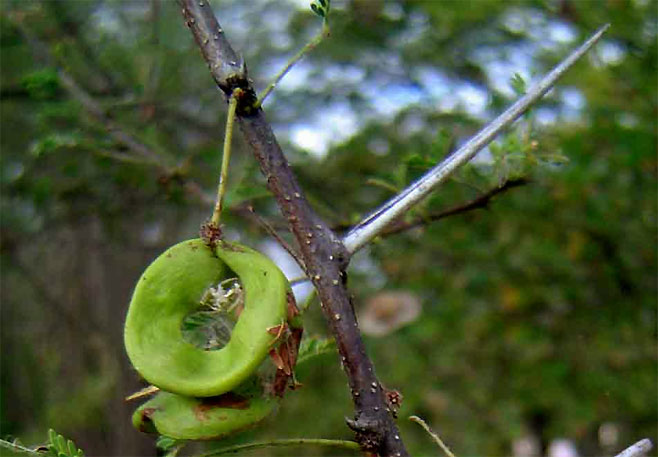 Acacia tortilis 