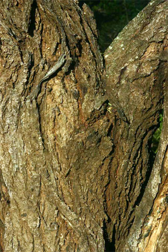 Acacia tortilis 