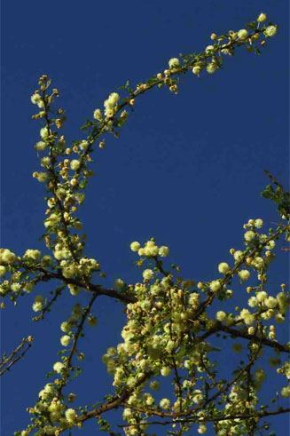 Acacia tortilis 
