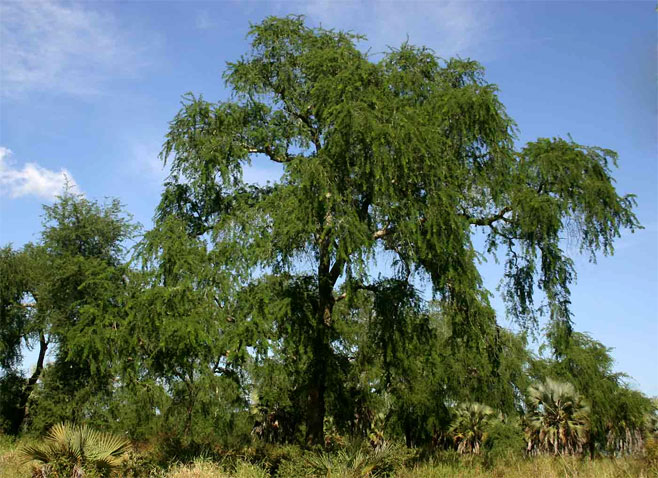 Faidherbia albida (Apple-ring acacia, Ana tree, Winter thorn)