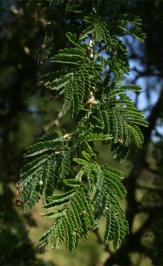 Faidherbia albida (Apple-ring acacia, Ana tree, Winter thorn)