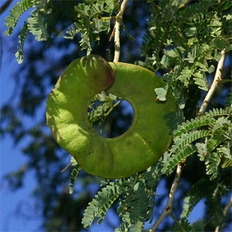 Faidherbia albida (Apple-ring acacia, Ana tree, Winter thorn)