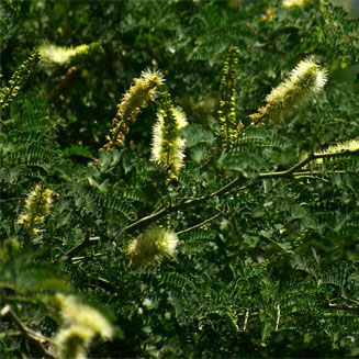 Faidherbia albida (Apple-ring acacia, Ana tree, Winter thorn)