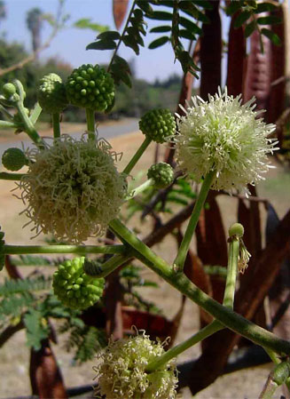 Leucaena leucocephala (Leucaena, Reuse wattel)