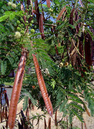 Leucaena leucocephala (Leucaena, Reuse wattel)