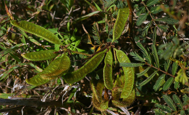 Mimosa pigra (Giant sensitive plant, Raak-my-nie)