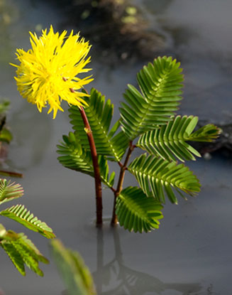 Neptunia oleracea (Watermimosa)