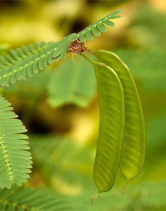 Neptunia oleracea (Watermimosa)