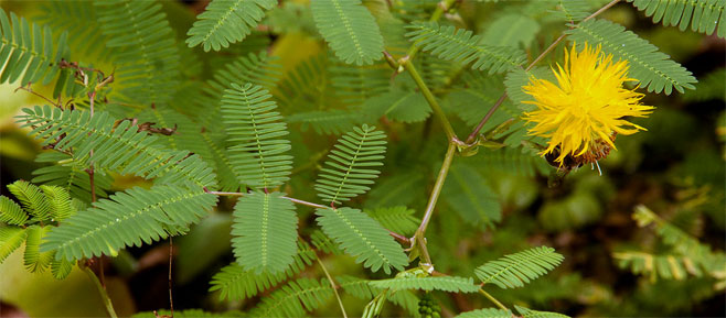 Neptunia oleracea (Watermimosa)