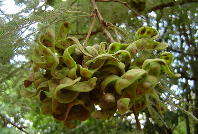Dichrostachys cinerea