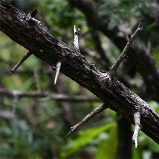 Dichrostachys cinerea