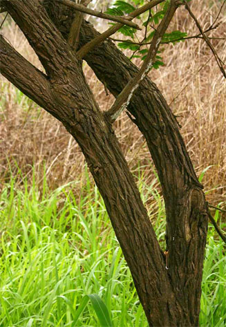Dichrostachys cinerea